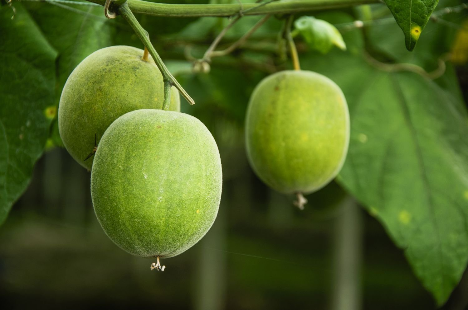 Monk Fruit – A Comprehensive Overview and Interesting Facts